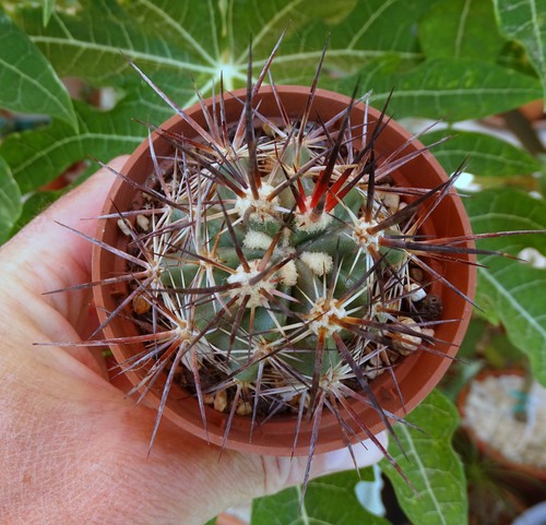 Echinocereus lindsayi cactus - ,