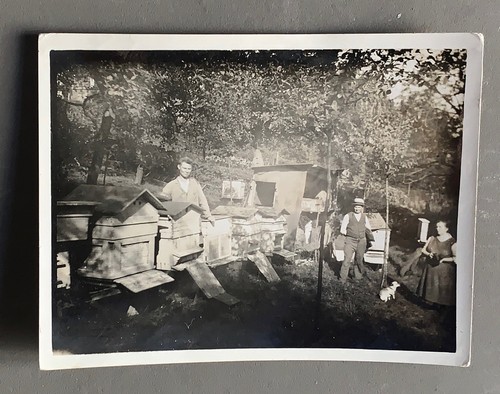 Photo ancienne apiculture - photo,