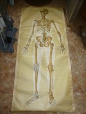 LARGE CANVAS POSTER ANATOMY ANATOMICAL SKELETON 186cm NEW & COMPANY 1951