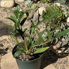 Philodendron tortum 'Fernleaf Philodendron'
