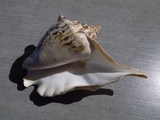 Coquillage :  NEW STROMBIDAE