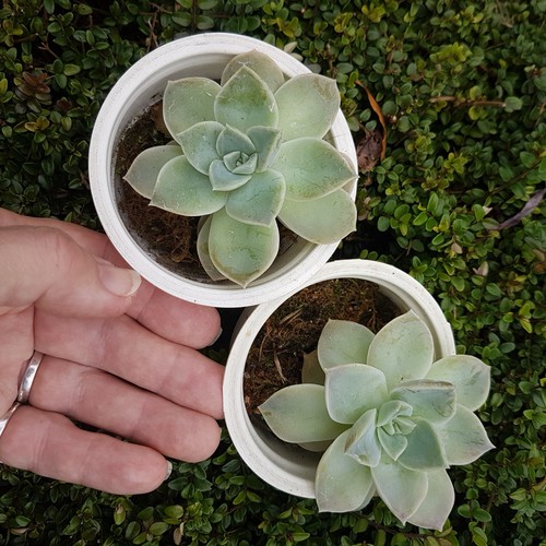 Lot graptoveria fantôme - lot, fantôme_lot