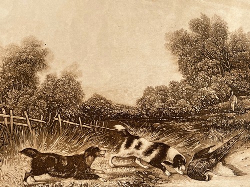 Chasse faisan sigismond himely - sigismond,