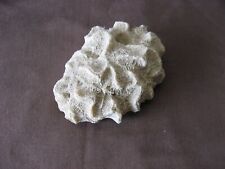 Antique Fossil Coral Brain Looks Ideal Paper Press or Decor