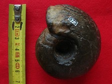 Ammonite du permien 