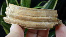 Dent fossile de proboscidien