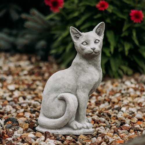 Chat chaton - , en
