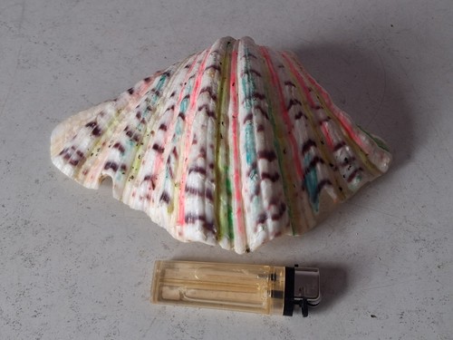 Gros coquillage bénitier - gros,