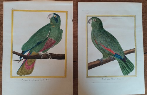 Gravures perroquet du 18e - de,