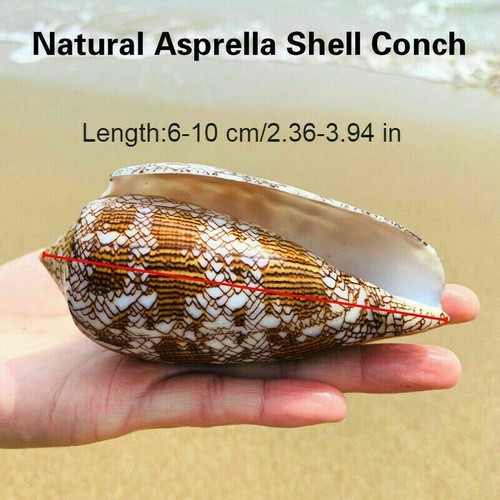 Naturel asprella coque - asprella, conque