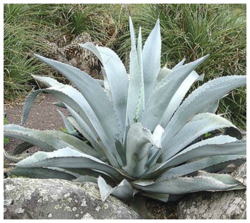 Graines agave scabra - agave,