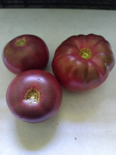 Graines grosses tomates - 50,