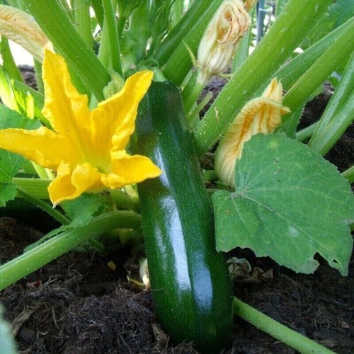 Graines courgette black - 15,