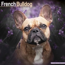 Calendrier 2026 - BOULEDOGUE