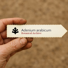 Adenium arabicum 100 SEEDS -