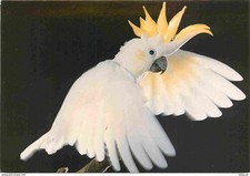 Animals - Birds - Yellow Hoofed Cockatoos - Beauval Zoo - CPM - New Map