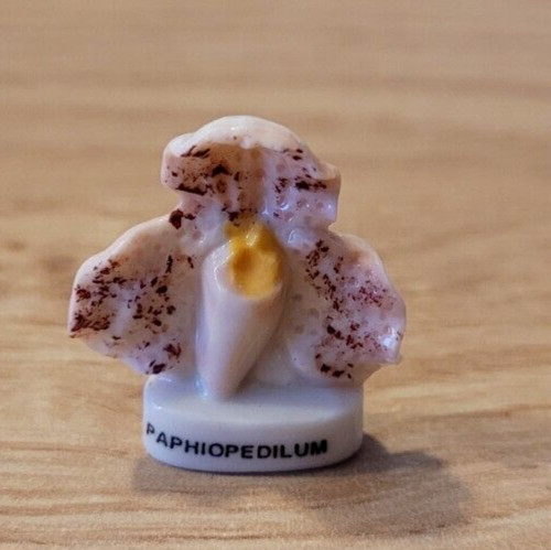 Fève fleur orchidée - -,