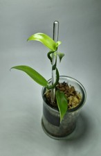 Vanilla Planifolia Vanillier
