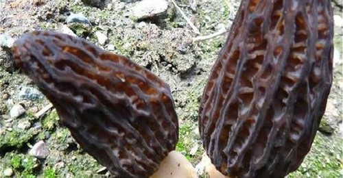 Culture champignon - culture,
