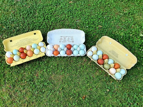 Oeufs poules pondeuses - 12,