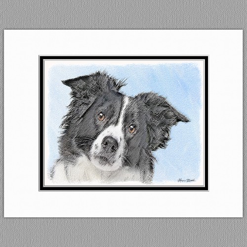 Border collie dog original art - collie,