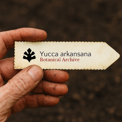 Yucca arkansana seeds - arkansana,