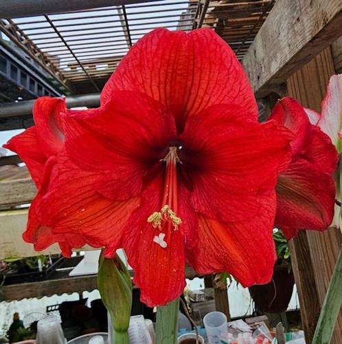 Amaryllis hippeastrum - -, hippeastrum-