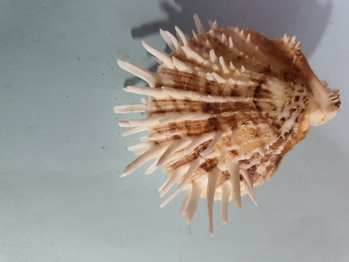 Coquillage brun blanc pour - brun/blanc,