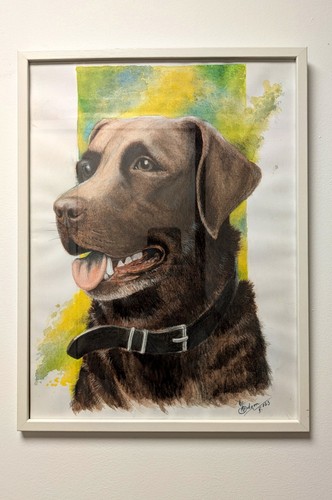 Original chocolate labrador - chocolate,