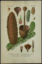 1898ca - Sapin de Numidie -