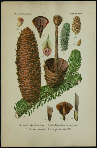 1898ca sapin numidie - 1898ca,