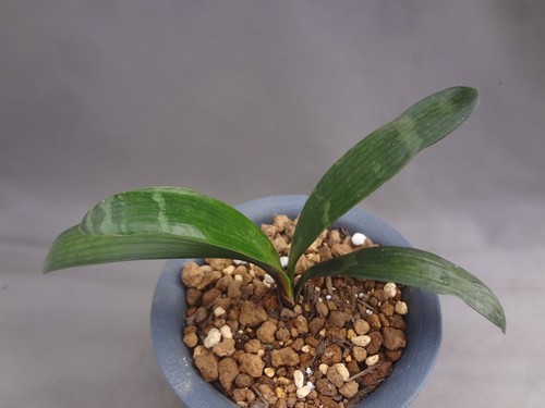 Clivia miniata ghost - clivia, tiger’