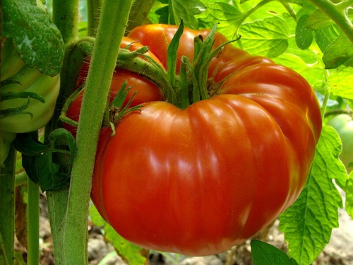 Graines tomate buffalo - de,