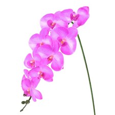 1-Pack Fleurs D'Orchidées