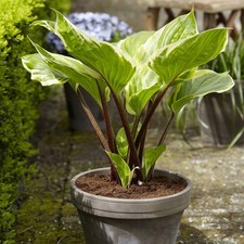 Hosta Tubercule Feuilles
