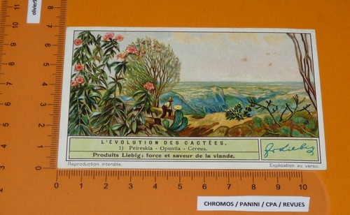 Chromo liebig 1935 - 1935, s