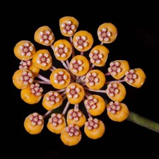 Hoya waymaniae | Wax plant | Porcelain flower - Fleur de porcelaine | Plante de