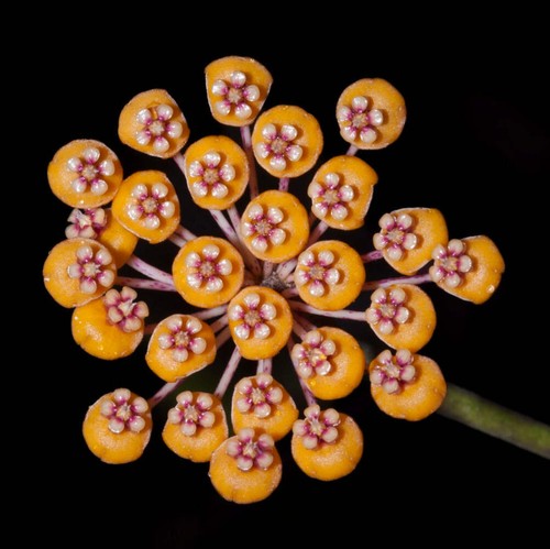 Hoya waymaniae 10cm wax - waymaniae, 5-10cm