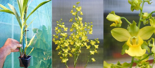 Cyrtopodium flavum orchidée - flavum,,