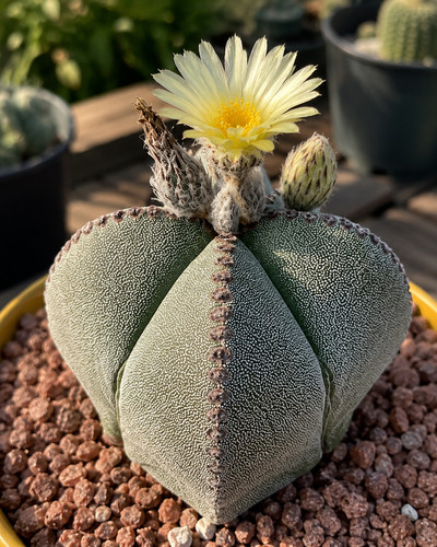 Astrophytum myriostigma 100 - myriostigma,,