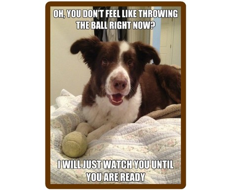 Funny dog border - funny,