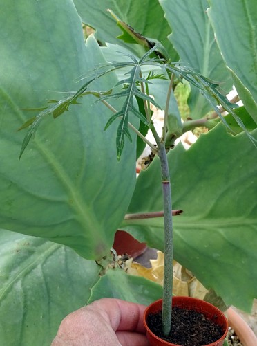 Jatropha multifida adenium - jatropha,
