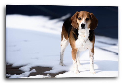 Toile cadres chien - toile/cadres,