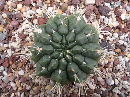 Graines gymnocalycium - 20, de
