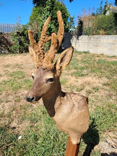 Taxidermie chevreuil en - chevreuil,