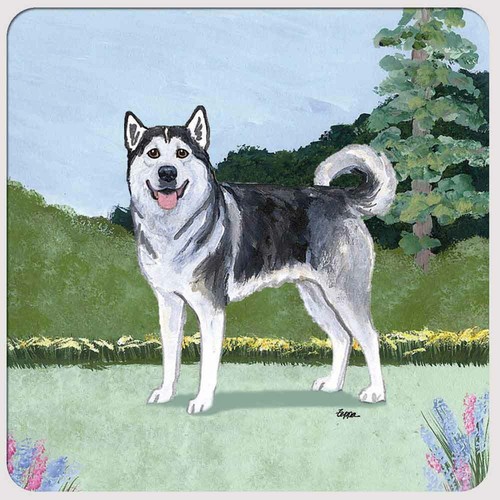 Sous verres alaskan malamute - alaskan,