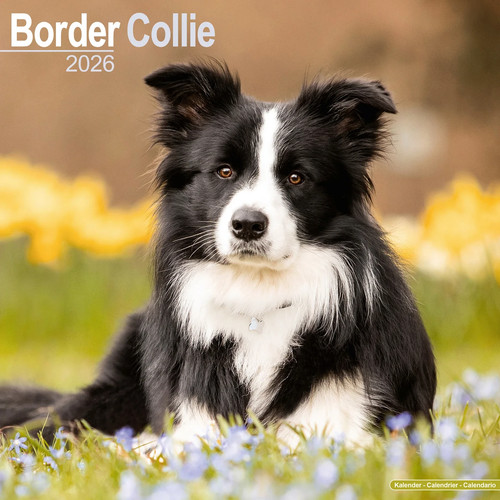Calendrier 2026 border - calendrier,