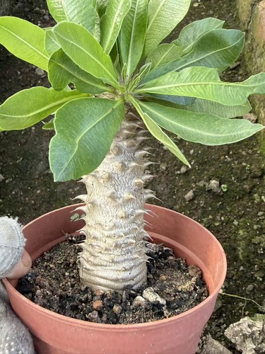 Raresucculent plant - raresucculent,