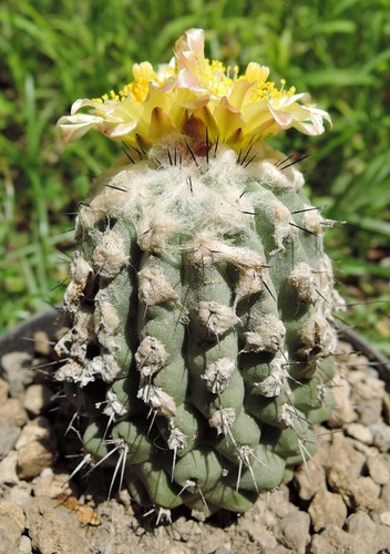Graines copiapoa - graines, de