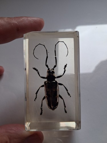 Capricorne longicorne insecte - capricorne,